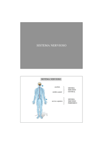 Teórica 5. Estructura del Sistema Nervioso.pdf