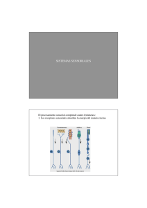 Teórica 8. Sistemas sensoriales i.pdf