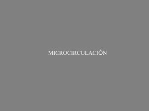 Teórica 13 - Microcirculación.pdf