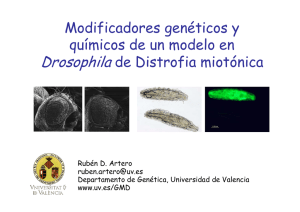 Modificadores genéticos y químicos de un modelo en Drosophila de Distrofia miotónica Rubén D. Artero Departamento de Genética, Universidad de Valencia