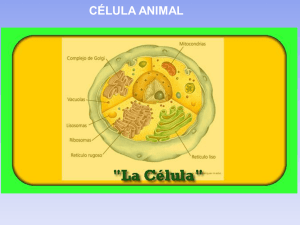esquema celula