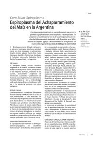 Espiroplasma del Achaparramiento del Maíz en la Argentina Corn Stunt Spiroplasma