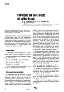 pudriciones de raiz y tallo maizAAPRESID2006.pdf