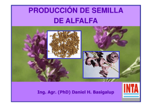 Produccion de semilla de alfalfa. Inta Manfredi.pdf