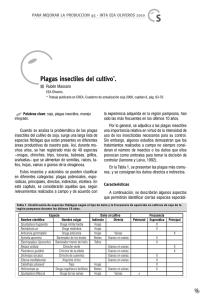 Plagas insectiles del cultivo . Rubén Massaro