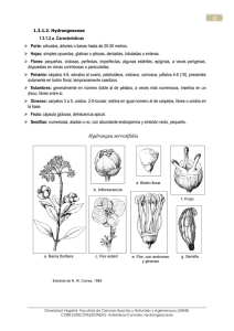 Hydrangeaceae