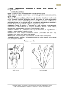 4 Plantaginaceae