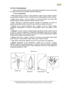 3 Convolvulaceae