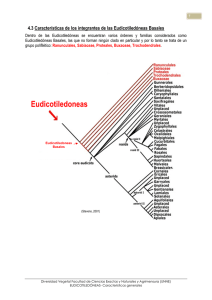 Caracter�sticas de los integrantes de las Eudicotiled�neas Basales