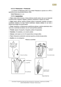 Platanaceae Proteaceae