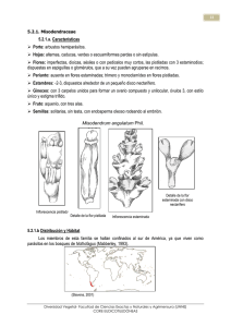 Misodendraceae