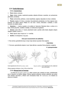 4 Myrtaceae