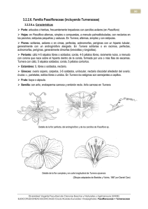 6 Passifloraceae