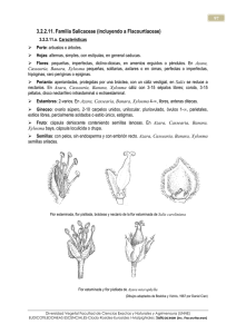 11 Salicaceae
