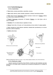 5 Nothofagaceae
