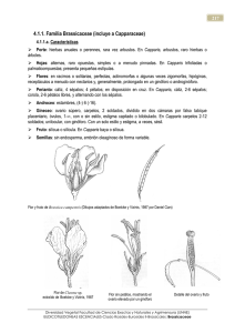 1 Brassicaceae
