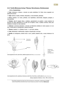 3 Malvaceae