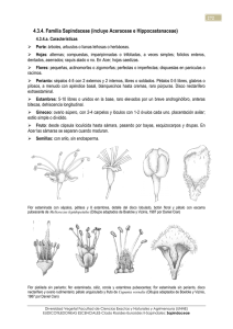 4 Sapindaceae