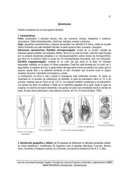 1-Caracteristicas De Gnetophyta