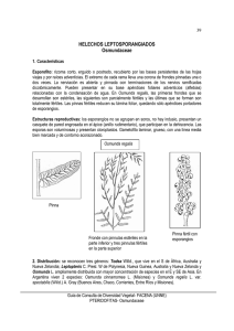 1 Osmundaceae