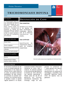 Tricomoniasis bovina