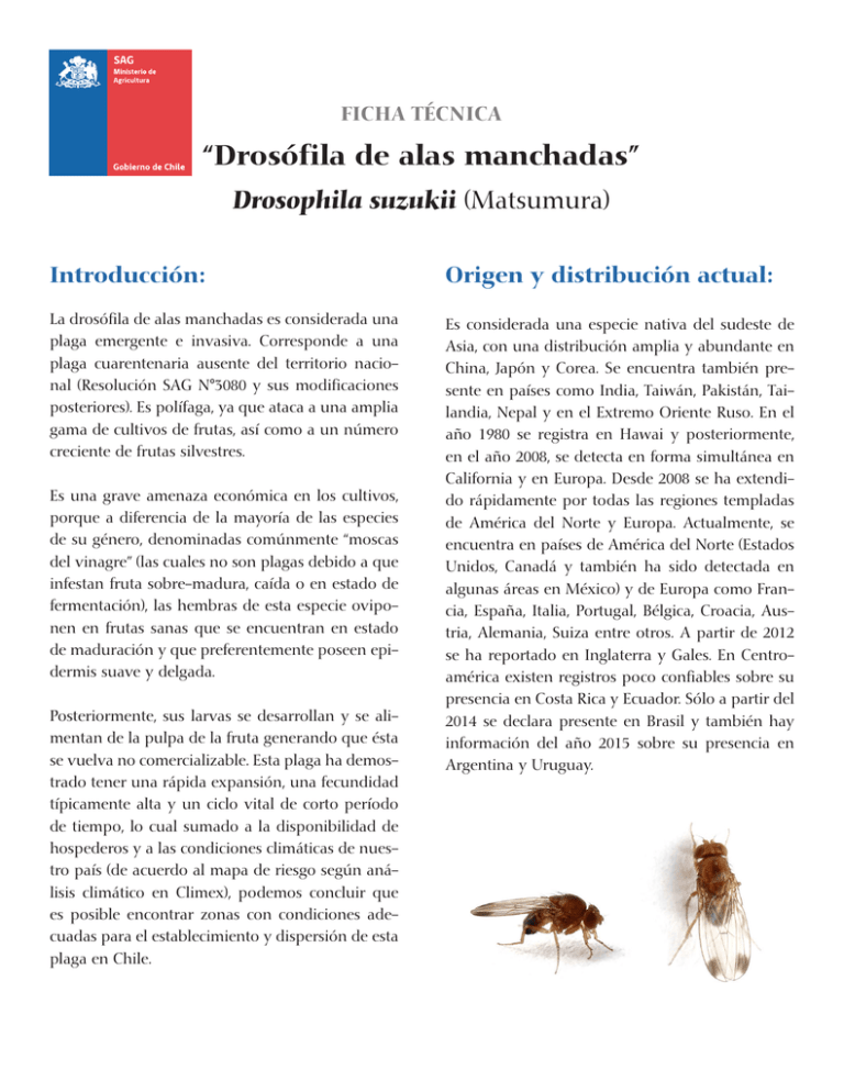 Ficha Tecnica Drosophila Suzukii