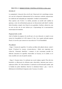 ESTUDI DE L'ENCEFAL DE XAI.pdf