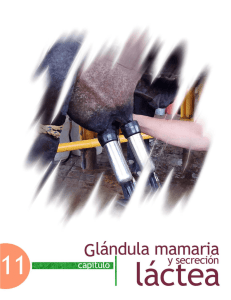 11GlandulaMamaria.pdf