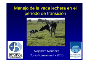 Manejo de la vaca lechera durante el periodo de transición