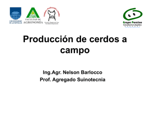 Producción de cerdos a campo Ing.Agr. Nelson Barlocco Prof. Agregado Suinotecnia