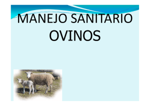 Manejo sanitario preventivo en ovinos - V. Neirotti