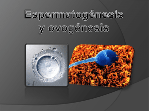 Espermetogenesis y ovogenesis