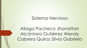 Sistema Nervioso Aliaga Pacheco Jhonattan Alcántara Gutiérrez Wendy Cabrera Quiroz Silvia Gabriela