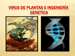 VIRUS DE PLANTAS E INGENIERÍA GENETICA- BIOTEGNOLOGIA