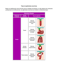Tipos de glandulas exocrinas.doc