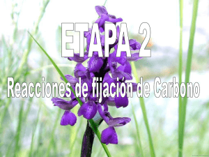 ETAPA 2.ppt