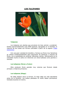 Los tulipanes.doc