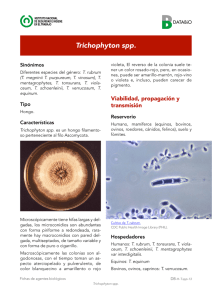 Nueva ventana:Thrichophyton spp (pdf, 390 Kbytes)