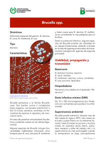 Nueva ventana:Brucella spp (pdf, 1,11 Mbytes)