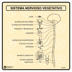 Nueva ventana:Sistema nervioso vegetativo (pdf, 27 Kbytes)