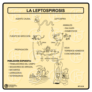 Nueva ventana:La leptospirosis (pdf, 35 Kbytes)