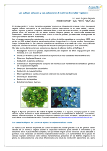 Los cultivos celulares y sus aplicaciones II (cultivos de c lulas vegetales)