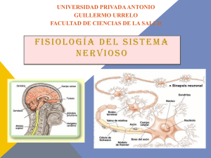 FISISOLOGIA DEL SISTEMA NERVIOSO y NEUROTRANSMISORES