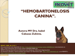 “HEMOBARTONELOSIS CANINA”. Autora: MV Dra. Isabel Cabazas Zubieta.