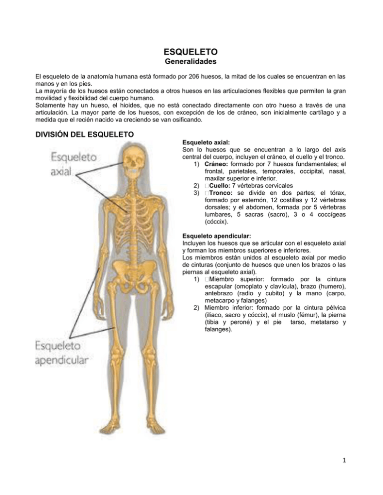 Generalidades Esqueleto Huesos