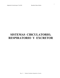 El sistema respiratorio, circulatorio y excretor.