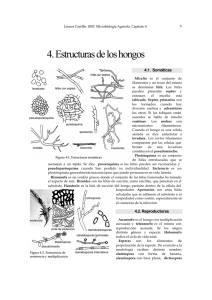 4. Estructuras de los hongos