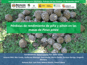 Pérdidas de rendimiento de piña y piñón en las masas de Pinus pinea