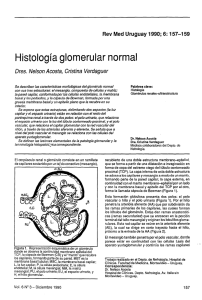 Histología glomerular normal