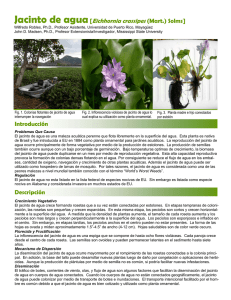 Jacinto de agua[Eichhornia crassipes (Mart.) Solms]
